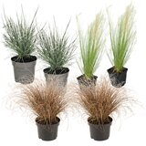 Plant in a Box okrasna travna mešanica - 6 kos - stipa, festuca, carex - V15-25cm - ⌀10,5cm, (21757326) Cene