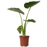Plant in a Box alokazija - alocasia 'macrorrhizos' - višina 60-70cm - ⌀17cm, (21757863) Cene