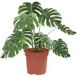  Okrogli cvetlični lonec 24 pcs Kamnito rdeča Ø 15 x 12 cm, (5000207710) | Shoptok.si