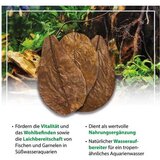 Arka catappa leaves (10 kom ) Cene