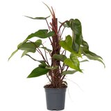 Plant in a Box Filodendron - Philodendron 'Red Emerald' - Višina 70-80cm - ⌀19cm, (21758152) | Shoptok.si