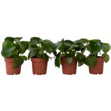 Plant in a Box poprovka - 4 kos - peperomia polybotrya - višina 20-30cm - ⌀12cm, (21758031) Cene