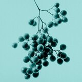 Tiffany & Co. Intense parfemska voda za žene 30 ml | shoptok.hr
