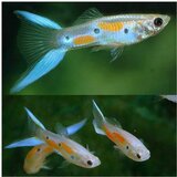 Akvarijum Centar swordtail endler guppy | ePonuda.com