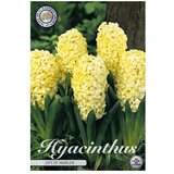  Cvjetne lukovice Zumbul Orientalis City of Haarlem (Žuta, Botanički opis: Hyacinthus) Cijene