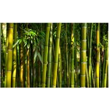  Tapeta - Asian bamboo forest 450x270 | shoptok.hr