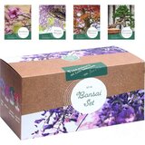  Bonsai set za začetnike | Shoptok.si