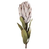  Cvet PROTEA 61cm 789508 - Pink - DCS Cene
