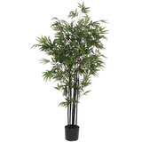 XXXL BAMBUS Cene