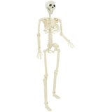 Halloween Skelet 2 pcs Bijelo 85 cm PVC | Eponuda.com