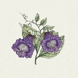 Jora Dahl Kobeja Cobaea Scandens "violett" | Shoptok.si