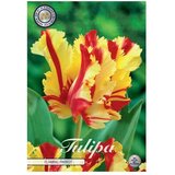  Cvjetne lukovice Tulipan Flaming Parrot (Crvena, Botanički opis: Tulipa) Cijene