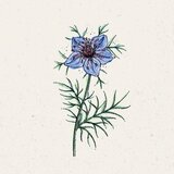 Jora Dahl Nigella hispanica "Midnight" - deklica v zelenem Cene