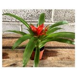  Guzmania Tempo x 12 u