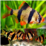 Akvarijum Centar Puntius tetrazona | ePonuda.com