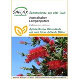 Saflax Avstralsi živo rdeči metličnik Cene