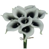 Royal De Ree Lukovica Kala - Calla Zantedeschia Picasso 2/1 Cene