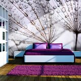  Tapeta - Dandelion and morning dew 400x309 Cijene
