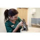 Trovet Renal & Oxalate Cat Cene