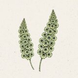 Jora Dahl Moluccella laevis - cvet školjke Cene