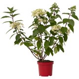 Plant in a Box hortenzija - hydrangea paniculata 'wim's red' - višina 25-40cm - ⌀19cm, (21757449) Cene