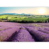 Artgeist Fototapeta Lavender Field, 400x280cm | Shoptok.si