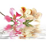  Tapeta - Tropical flowers - orchid tree (bauhinia) 400x309 | shoptok.hr