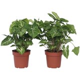 Plant in a Box trilistni singonij - 2 kos - syngonium podophyllum 'pixie' - V25-40cm - ⌀12cm, (21758122) Cene