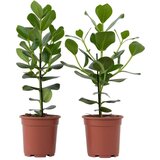 Plant in a Box balzam jabolko - 2 kos - clusia rosea 'princess' - višina 50-60cm - ⌀17cm, (21757940) Cene