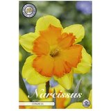  Cvjetne lukovice Narcisa Splitcrown Congress (Žuta, Botanički opis: Narcissus) | shoptok.hr
