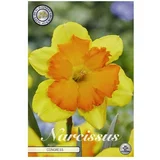  Cvjetne lukovice Narcisa Splitcrown Congress (Žuta, Botanički opis: Narcissus)