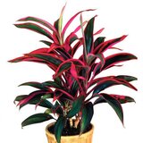 Rasadnik Topalović cordyline mix Cene