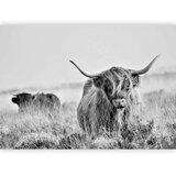  Foto tapeta - Highland Cattle 350x256 Standard | shoptok.hr