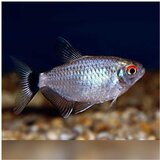 Akvarijum Centar moenkhausia sanctaefilomenae (tetra santa filomena) | ePonuda.com