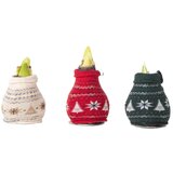 Plant in a Box Amarilis - 3 kos - Hippeastrum 'Christmas Sweater' - Cvetna čebulica - Rdeča, (21739774) Cene