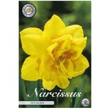  Cvjetne lukovice Narcisa Double Dick Wilden (Žuta, Botanički opis: Narcissus) Cijene