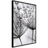  Poster - Dew in the Macro Scale 40x60 | shoptok.hr