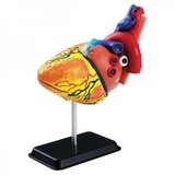 Pertini Toys Model ljudskog srca SK009 ( 5892 ) Cene