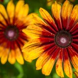 Kokopelli Bio rudbekija "Cappuccino" - 500 zrn. Cene