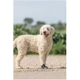 Trixie čizmice za pse Walker Active Crna | Eponuda.com