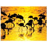  Tapeta - Kenya: flamingos by the lake Nakuru 400x309 | shoptok.hr