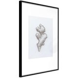  Poster - Ginger Rhizome 30x45 | shoptok.hr