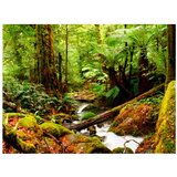  Tapeta - Rainforest 250x193 | shoptok.hr