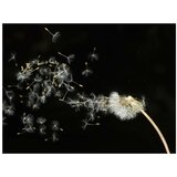  Tapeta - Dandelion seeds carried by the wind 250x193 | shoptok.hr