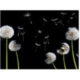  Tapeta - Dandelions in the wind 300x231 | shoptok.hr