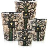Baobab Collection Sacred Trees Kani dišeča sveča 10 cm | Shoptok.si