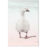 Slika - Winter Duck (1 Part) Vertical 80x120 Premium Print | shoptok.hr