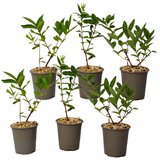 Plant in a Box sibirska borovnica - 6 kos - lonicera kamtchatica - višina 25-40cm - ⌀9cm, (21757528) Cene