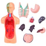  Edukativni set anatomija ljudskog tijela | shoptok.hr