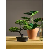 Bonsai stablo u posudi